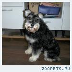 Ищет новый дом и ответственных хозяев цвергшнауцер Буся, 6 лет.