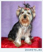 йоркширский терьер питомник Ахуны Дао