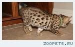 Бенгальские котята
