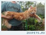 Котик мейн кун подрощенный