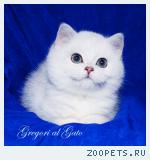 Британские серебристые шиншиллы с изумрудными глазками