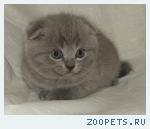 Вислоухий котик.Шоу