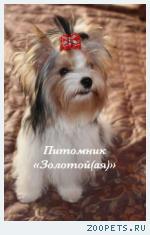 Бивер Йорк, Бивер, Биверы  очаровательные щенки 