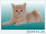 Котята Курильских бобтейлов