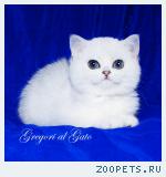 Эксклюзивные Британские серебристые шиншиллы