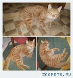 Найден Рыжий кот г Химки