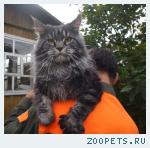 Кот мейн кун приглашает на вязку
