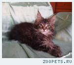 Котятки мейн куны черный мрамор