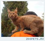 Котята мейн куны разного окраса