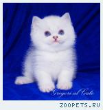Эксклюзивные Британские серебристые шиншиллы синеглазки 