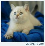 Британские котята