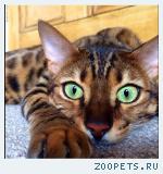 Бенгальский котенок. Бенгал