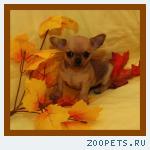 Чихуахуа очаровательная девочка