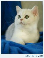 Британские котята