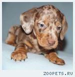 Щенки гладкошерстной таксы