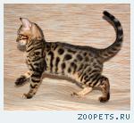 Бенгальские котята