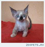 предлагаю котят девон рекса