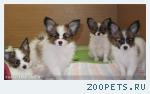 Щенки папийона элитных кровей