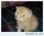 персидские короткошерстные котята