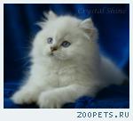 Британские котята