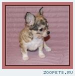 Чихуахуа длинношерстные щенки