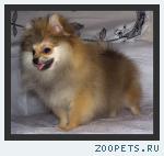 Померанский шпиц