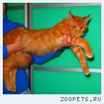 Котенок мейн кун  ,7 мес