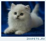 Британские котята