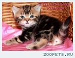 Британские котята мрамор из питомника VIVIAN