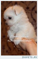 Мальтезе, мальтийская болонка щенки мини и стандарт 