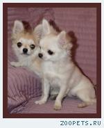 Чихуахуа длинношерстные щенки