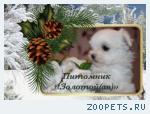 Мальтезе, мальтийская болонка щенки мини и стандарт