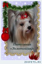 Щенки Бивер Йорка, Бивера