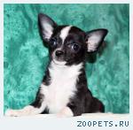 Чихуахуа из питомника Усадьба Гномов
