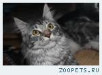 пропала кошка