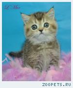Шотландский плюшевый котенок котик
