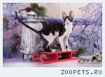 Продажа котят корни рекс