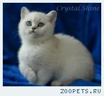 Британские котята