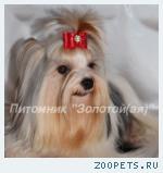 Бивер Йорк, Бивер, Биверы  щенки купить