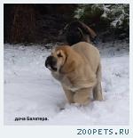 Испанский мастифф.Роскошные щенки