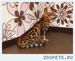 Бенгальские котята