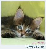 Мейн-кун котята от Чемпиона Мира