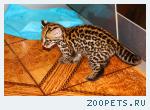 Продам котенка Оцелота (лат. Leopardus pardalis)