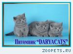 Британские котята из питомника Daryacats 