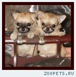 чихуахуа огромный выбор щенков
