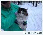 Найден кот 