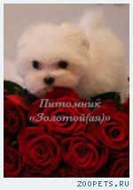Щенки Мальтезе, Мальтийской болонки мини и стандарт купить