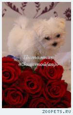 Щенки Мальтезе, Мальтийской болонки мини и стандарт купить