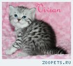 Британские котята вискас из питомника VIVIAN
