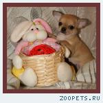 чихуахуа огромный выбор щенков